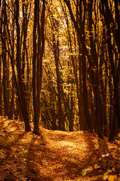 Middle of the autumn forest. Sun is shining through colorful leaves. Seasonal fall background