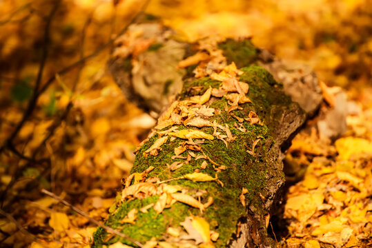 Autumn tree trunk with moss and leaves in the forest. Seasonal fall background
