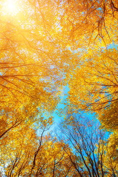 Yellow autumn leaves against clear blue sky. Seasonal background.
