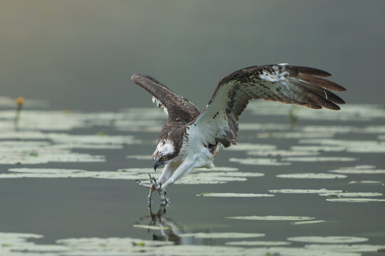Western Osprey (Pandion haliaetus) hunting over a lake with outstretched talons near Mragowo, Masuria, Poland. Wild raptor fishing in the Polish Lake District.