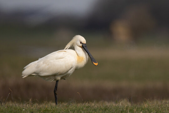 Spoonbill