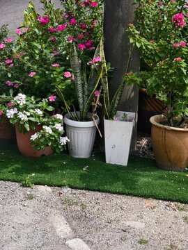 A colorful outdoor garden corner featuring potted flowering Vinca plants (Catharanthus roseus), vertical Snake plants (Sansevieria), and vibrant Bougainvillea bushes arranged neatly on artificial gree