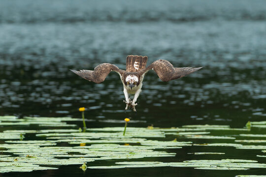 Osprey (Pandion haliaetus) flying low over a lake with lily pads, talons ready. Captured near Mrągowo in Masuria, Poland. Dynamic wildlife stock photo of a raptor hunting in its natural habitat.