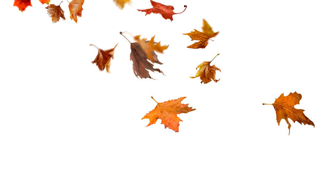 Autumn colorful leaves falling isolated on transparent background png