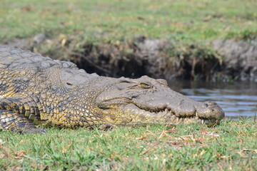Fototapeta premium Crocodile resting in a river in Botswana