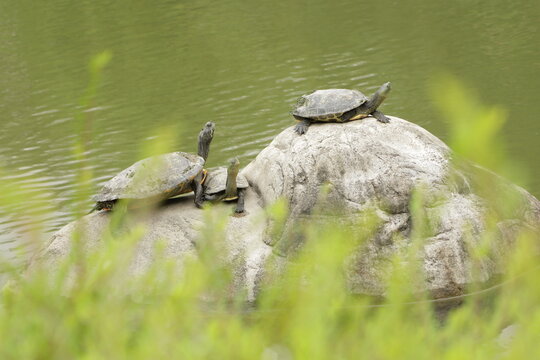 turtle in the pond with grass 