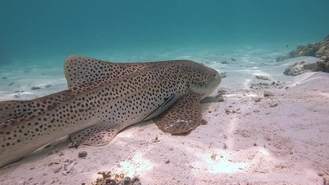 Leopard shark resting on sandy seabed underwater