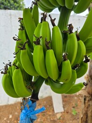 bunch of bananas on tree © SithCreations