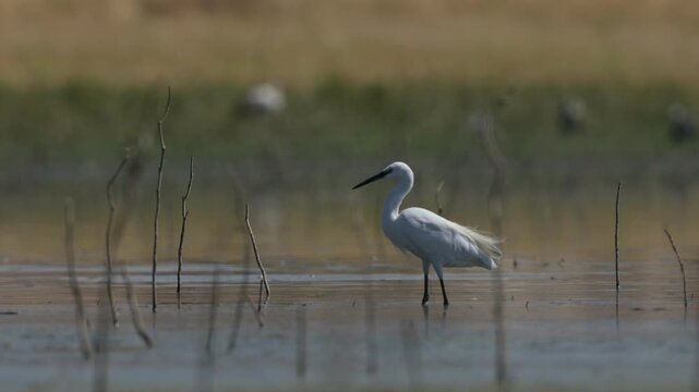 A beautiful and detailed footage of a Little Egret (Egretta garzetta) searching for food and fishing in the shallow waters of Kabakli Pond, located in Diyarbakir, Turkey. This elegant white wading bir