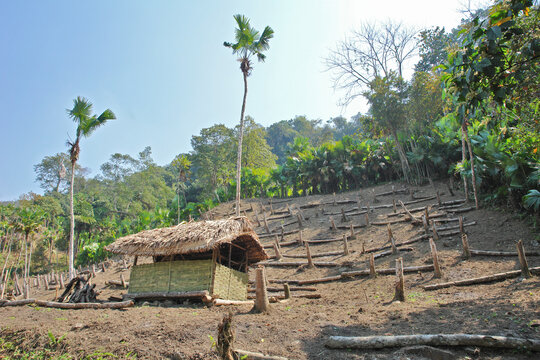 A view of the hills of Nagaland&mdash;home to the Konyak tribe&mdash;featuring forest burned for cultivation.