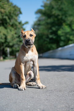 Spanish Alano guard dog representing safety and protection concept. High-quality professional stock photography showcasing rare domestic animal welfare, muscular hunting dog breed training
