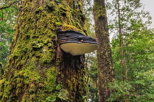 Ganoderma australe fungus near Pieman River, Corinna, Tarkine, Tasmania, Australia