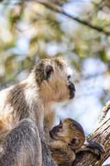 Velvet monkey feeding its baby © Kushnirov Avraham