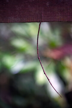 Stick insect in curled twig shape.