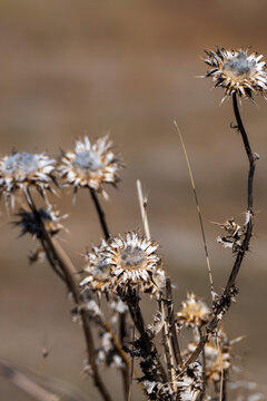 dried, spiky thistle seed heads standing against a softly blurred, earthy brown background.