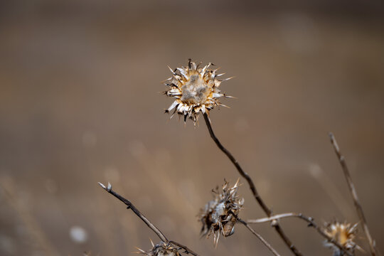 dried, spiky thistle seed heads standing against a softly blurred, earthy brown background.