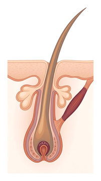 Human hair follicle cross section diagram showing detailed anatomy of skin layers sebaceous gland and arrector pili muscle