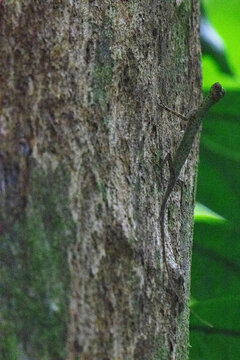 Common flying lizard, Mulu, Borneo.
