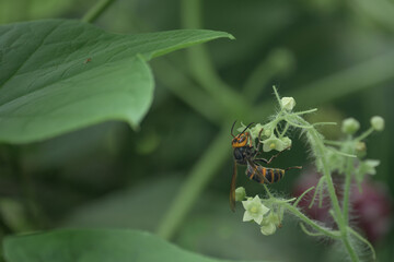 A hornet sucking nectar © utarock