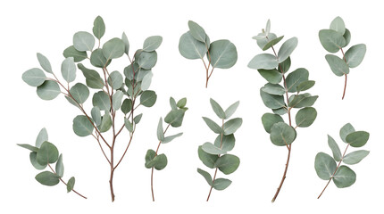 Obraz premium Eucalyptus Leaves Christmas Deco PNG isolated object