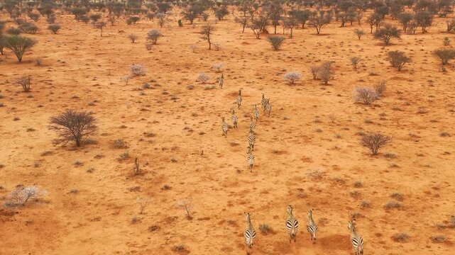 Aerial view of a herd of zebras moving through the dry african savanna.