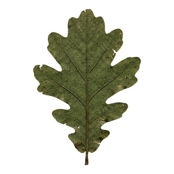 Muted olive green autumn oak leaf with natural veins on transparent background