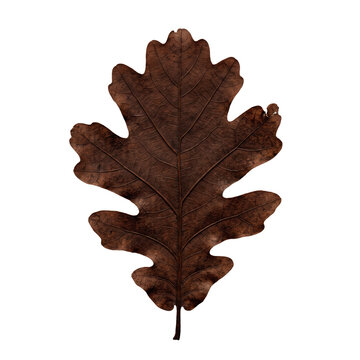Single chocolate brown oak leaf isolated on transparent background