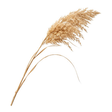 Single dried ornamental grass stem isolated on transparent background