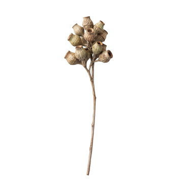 Muted sage green and beige eucalyptus seed pod on transparent background