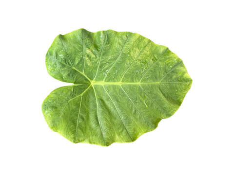 Isolated Giant Elephant Ear Leaves with clipping paths.