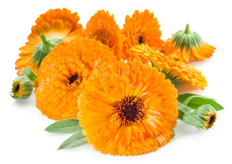 Obraz premium Fresh orange calendula marigold flowers with green leaves for medical herbs and organic homeopathy concepts, with clipping path