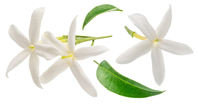 Delicate cluster of white star-shaped jasmine flowers with tender green stems and jasmine leaves, isolated on a white background. Natural perfume ingredient.