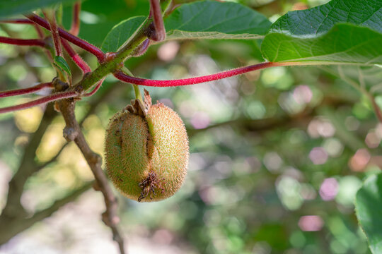 Unripe kiwi fruits growing on branch with green leaves