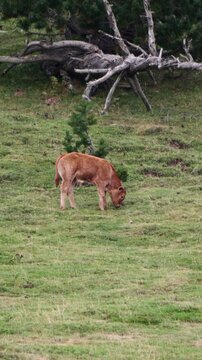 Ternero de raza Bruna dels Pirineus pastando en un prado de monta&ntilde;a, v&iacute;deo vertical