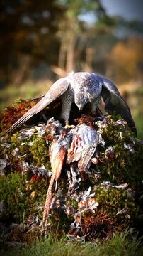 Northern goshawk perched on a mossy log feeding on a captured pheasant prey