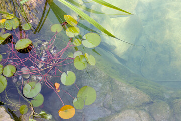 Plants in a pot on the background of the pond. The concept of gardening. © Таня Микитюк