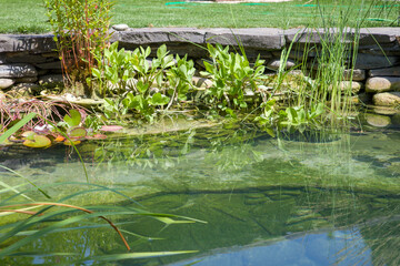 Plants in a pot on the background of the pond. The concept of gardening. © Таня Микитюк