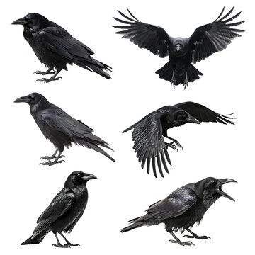 Detailed raven illustrations in various poses. set png