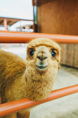 Fototapeta premium Cute animal stands in pen looking through bars on a farm during daytime