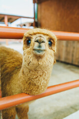 Fototapeta premium Close-up view of a cute alpaca looking through a fence in a farm setting in a sunny day