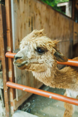Fototapeta premium Close-up of an alpaca looking through a fence at a farm during daytime with wooden structures in the background