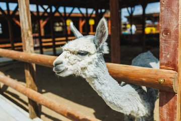 Fototapeta premium Alpaca at a farm in warm weather looking over a wooden fence during the day