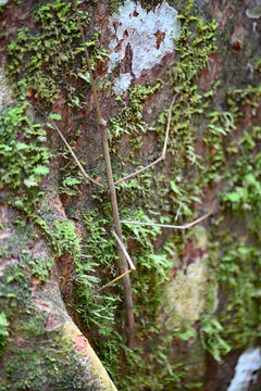 Giant stick insect climbing, in Mulu National Park.