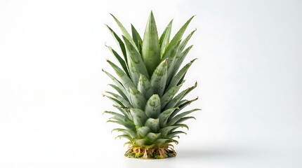 Fototapeta premium Fresh green pineapple crown isolated on white background.