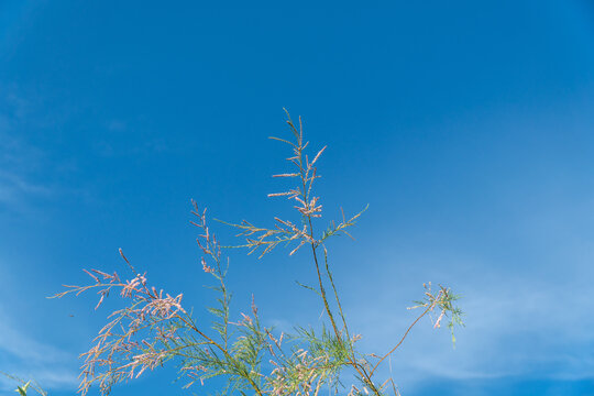 Pink flowering tamarisk shrub branches under blue sky horizontal