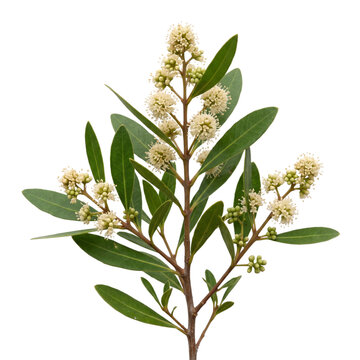 Flowering buttonwood conocarpus erectus branch with tiny cream blooms and green foliage, isolated on transparent background.