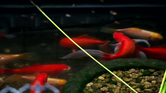 水槽を泳ぐたくさんの金魚