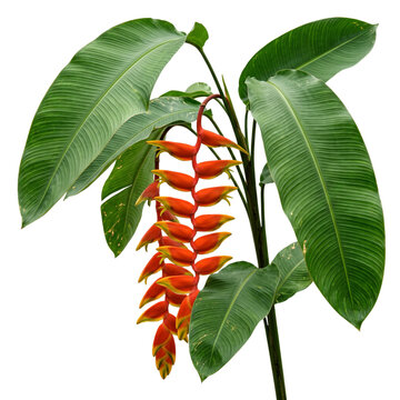 Vibrant heliconia pendula plant with cascading orange red bracts and large green leaves isolated on transparent background for creative design.