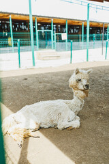 Fototapeta premium Llama resting in a farm area during daylight hours with a barn and fencing in the background