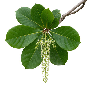 Fresh green leaves and hanging white flower spike of indian almond terminalia catappa branch, isolated on transparent background.